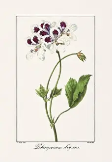 Flower Arrangement Prints: Vintage botanical Flower illustration from a 19th-century French book