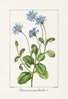 Flower Arrangement Prints: Vintage botanical Flower illustration from a 19th-century French book