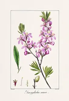 Flower Arrangement Prints: Vintage botanical Flower illustration from a 19th-century French book