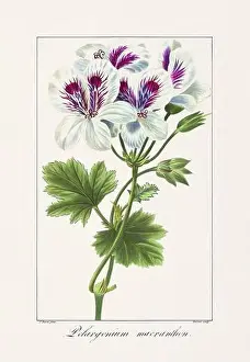 Flower Arrangement Prints: Vintage botanical Flower illustration from a 19th-century French book