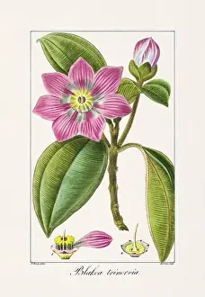 Vintage botanical Flower illustration from a 19th-century French book, depicting useful and ornamental plants