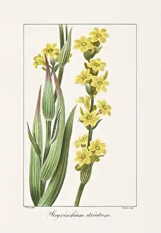 Vintage botanical Flower illustration from a 19th-century French book, depicting useful and ornamental plants