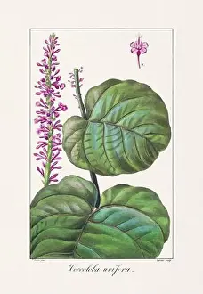 Flower Arrangement Prints: Vintage botanical Flower illustration from a 19th-century French book