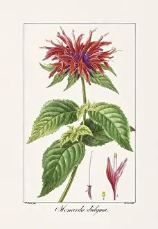 Flower Arrangement Prints: Vintage botanical Flower illustration from a 19th-century French book