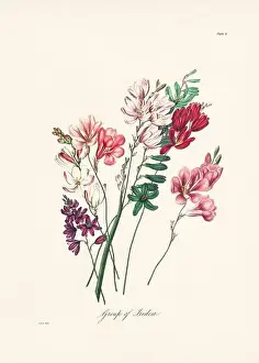 Botanical Prints: Vintage botanical illustration of 19th-century flowers from South Africa