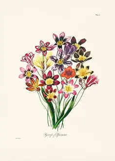 Botanical Prints: Vintage botanical illustration of 19th-century flowers from South Africa