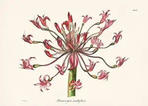 Botanical Prints: Vintage botanical illustration of 19th-century flowers from South Africa