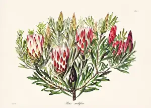 Botanical Prints: Vintage botanical illustration of 19th-century flowers from South Africa