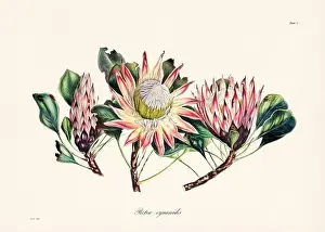 Vintage botanical illustration of 19th-century flowers from South Africa