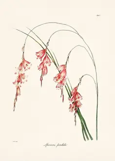 Botanical Prints: Vintage botanical illustration of 19th-century flowers from South Africa