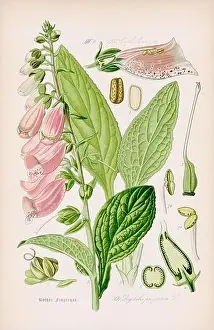Vintage botanical illustration from a 19th-century German book