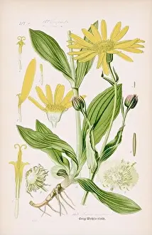 Vintage Botany Prints: Vintage botanical illustration from a 19th-century German book