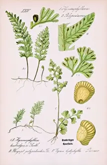 Vintage botanical illustration from a 19th-century German book