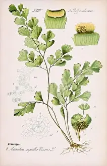 Vintage botanical illustration from a 19th-century German book