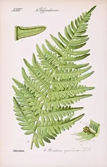 Vintage botanical illustration from a 19th-century German book