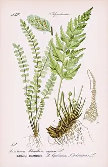 Vintage Botany Prints: Vintage botanical illustration from a 19th-century German book