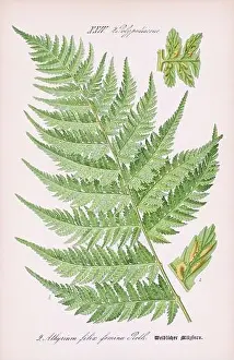 Vintage botanical illustration from a 19th-century German book