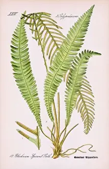 Epoch Prints: Vintage botanical illustration from a 19th-century German book