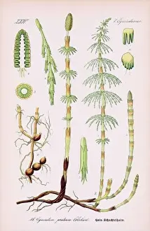 Epoch Prints: Vintage botanical illustration from a 19th-century German book