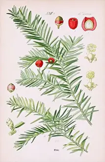 Epoch Prints: Vintage botanical illustration from a 19th-century German book
