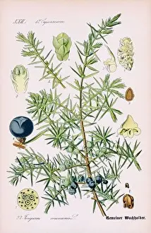 Epoch Prints: Vintage botanical illustration from a 19th-century German book