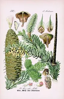Epoch Prints: Vintage botanical illustration from a 19th-century German book