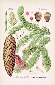 Epoch Prints: Vintage botanical illustration from a 19th-century German book