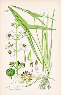 Epoch Prints: Vintage botanical illustration from a 19th-century German book