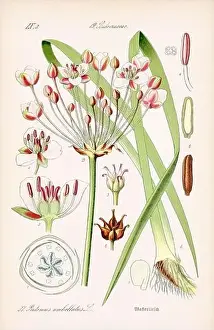 Vintage botanical illustration from a 19th-century German book