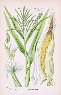 Vintage botanical illustration from a 19th-century German book
