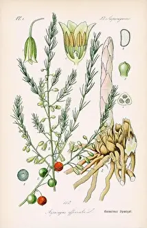 Vintage botanical illustration from a 19th-century German book