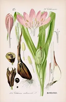 Epoch Prints: Vintage botanical illustration from a 19th-century German book