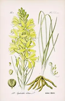 Epoch Prints: Vintage botanical illustration from a 19th-century German book