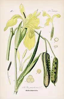 Epoch Prints: Vintage botanical illustration from a 19th-century German book