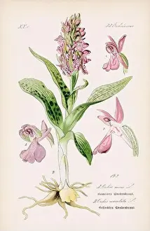 Epoch Prints: Vintage botanical illustration from a 19th-century German book