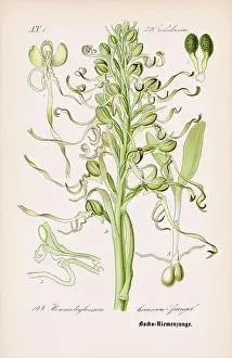 Vintage botanical illustration from a 19th-century German book