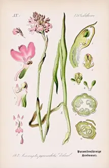 Epoch Prints: Vintage botanical illustration from a 19th-century German book