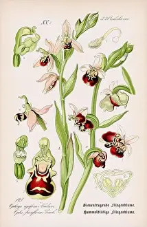 Vintage botanical illustration from a 19th-century German book