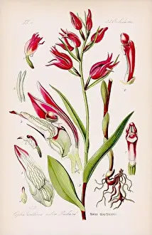 Epoch Prints: Vintage botanical illustration from a 19th-century German book
