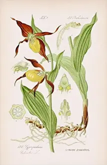 Vintage botanical illustration from a 19th-century German book