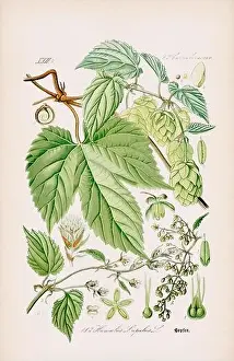 Epoch Prints: Vintage botanical illustration from a 19th-century German book