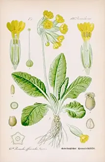 Epoch Prints: Vintage botanical illustration from a 19th-century German book