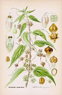 Epoch Prints: Vintage botanical illustration from a 19th-century German book
