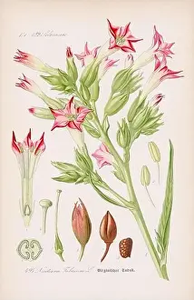 Epoch Prints: Vintage botanical illustration from a 19th-century German book