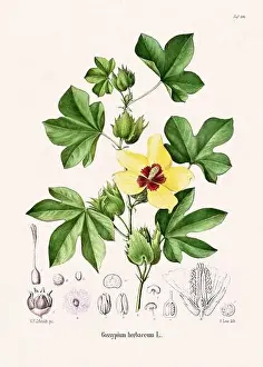 Tropical Fruit Prints: Vintage Botanical illustration from a 19th-century German Book, depicting Medicinal Plants