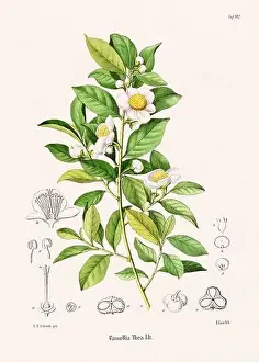 Tropical Fruit Prints: Vintage Botanical illustration from a 19th-century German Book, depicting Medicinal Plants