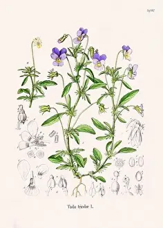 Vintage Botanical illustration from a 19th-century German Book, depicting Medicinal Plants