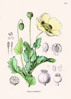 Tropical Fruit Prints: Vintage Botanical illustration from a 19th-century German Book, depicting Medicinal Plants