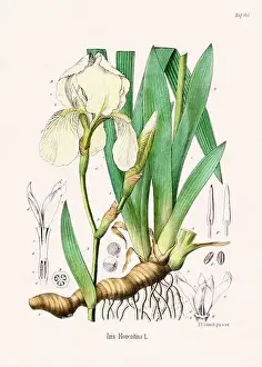 Tropical Fruit Prints: Vintage Botanical illustration from a 19th-century German Book, depicting Medicinal Plants