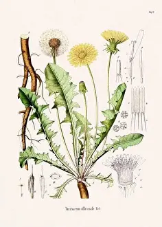 Tropical Fruit Prints: Vintage Botanical illustration from a 19th-century German Book, depicting Medicinal Plants